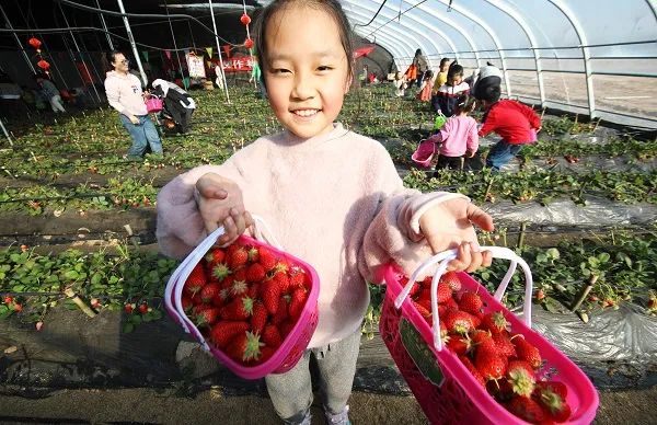 草莓农场变周末课堂