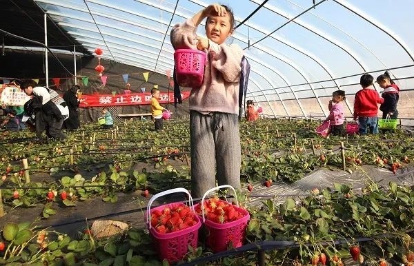 草莓种植农场为亲子和周末课堂的好去处